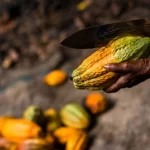 ÉCONOMIE – La Banque européenne d’investissement veut soutenir le cacao durable
